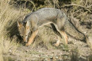 a gray fox in the wild photo