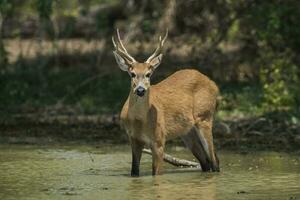 Deer in Brazilian pantanal photo