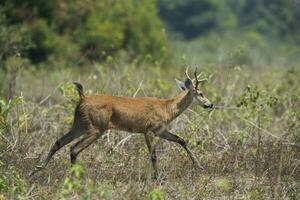 Deer in Brazilian pantanal photo