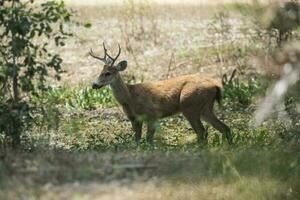 Deer in Brazilian pantanal photo