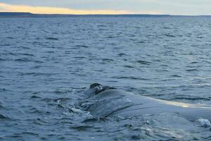 Orca jumping in the water photo