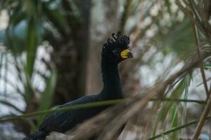 Beautiful bird in Brazilian Pantanal photo