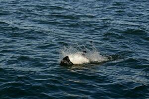 Orca in the water photo