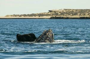 Big whale jumping in the water photo