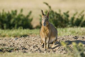 Little Cavi mammal in Argentina photo