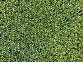 aerial view of a field of green trees photo