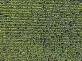 aerial view of a field of green trees photo