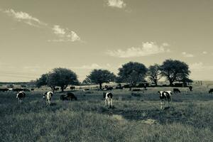 Bull breeding in the Argentine countryside photo