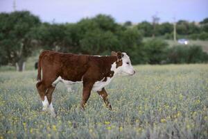 Bull breeding in the Argentine countryside photo