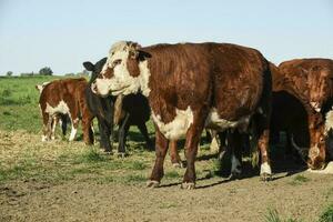 Bull breeding in the Argentine countryside photo