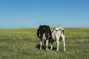 Bull breeding in the Argentine countryside photo