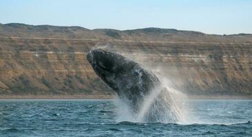 grande ballena en el agua foto