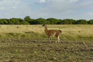 guanaco mamífero en el salvaje, sur America foto