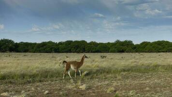 guanaco mamífero en el salvaje, sur America foto