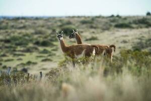 Guanaco mammal in the wild, South America photo