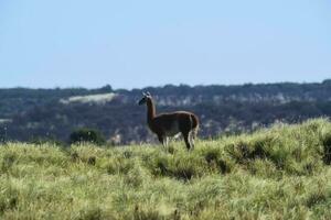 guanaco mamífero en el salvaje, sur America foto