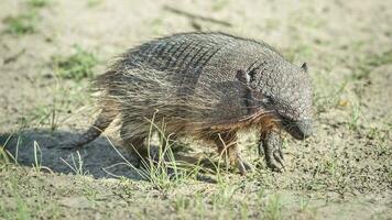 pequeño armadillo en argentina foto