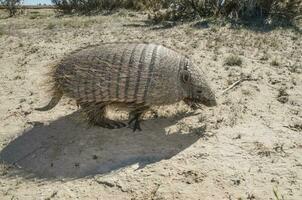 Little armadillo in Argentina photo