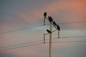 Vultures on a light post photo