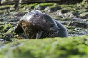 Seal in Argentina photo