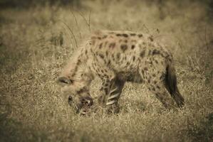 pequeño hiena en África foto
