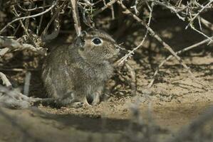Cui rodent in Chubut, Argentina photo