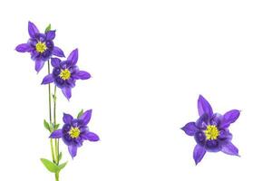 Bright aquilegia flower isolated on white background. photo