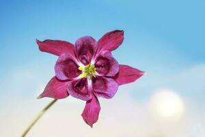 aquilegia flowers on a background of the summer landscape. photo