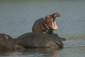 hippos in the water photo