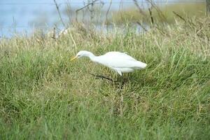 Egret bird in La Pampa, Argentina photo