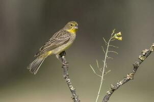 Yellow bird in La Pampa, Argentina photo