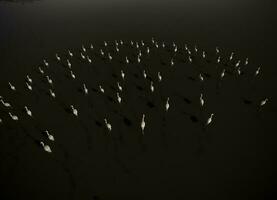 Birds in the wetlands of Pantanal, Brazil photo