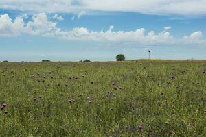 Flower field in La Pampa, Argentina photo