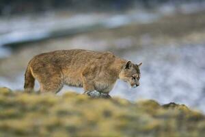 a mountain lion is walking on the side of a hill photo