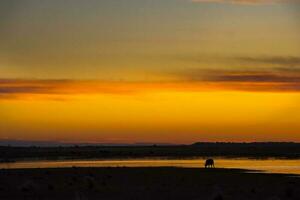 a lone elephant stands in the middle of a field at sunset photo
