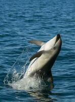 orca whale breaching in the ocean photo