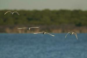 a flock of birds flying over a body of water photo