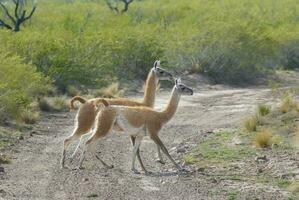 dos guanacos caminando en un suciedad la carretera foto