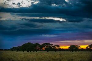 a tree stands in the middle of a field at sunset photo