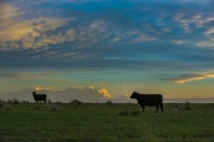 un vaca es en pie en un campo con un puesta de sol en el antecedentes foto