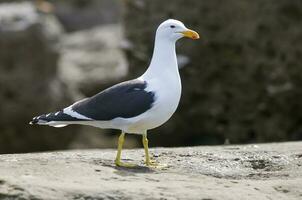 a seagull standing on a rock near a body of water photo