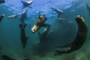 un grupo de mar leones nadando en el Oceano foto