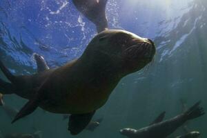 a group of sea lions swimming in the ocean photo