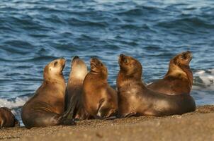 un grupo de mar leones foto