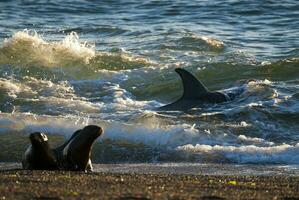 a seal and a shark are swimming in the ocean photo
