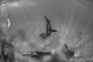 a group of sea lions swimming in the ocean photo