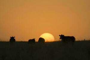 two cows stand in a field at sunset photo