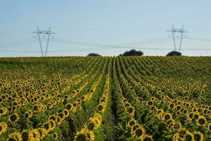 a field of sunflowers with power lines in the background photo