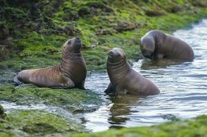 sea lions in the galapagos islands photo