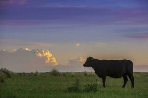 a cow standing in a field with a sky in the background photo